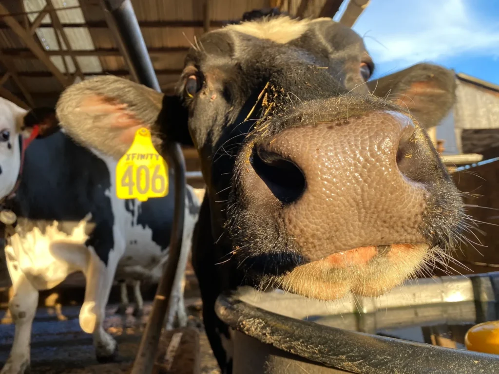 Renewable resource for your garden-from Cow to CowPots