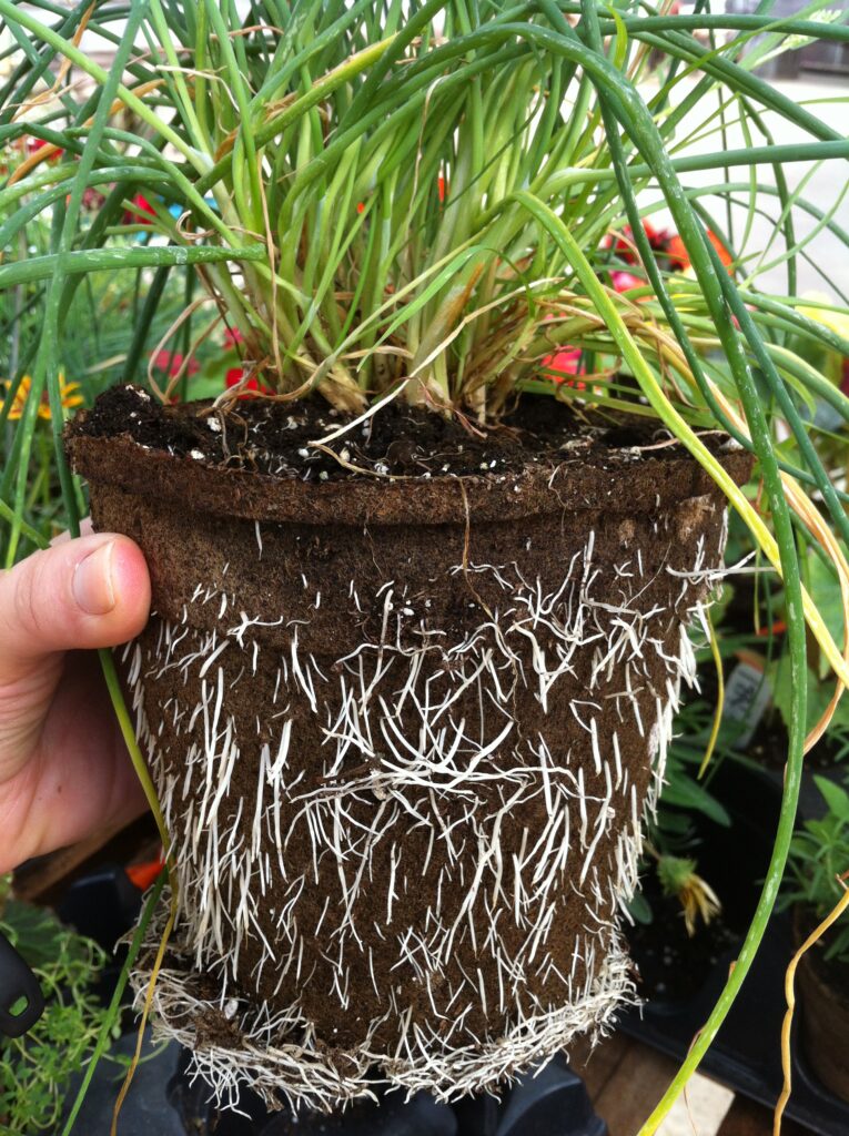 plants are never root bound in a cowpots as roots grow through the pot wall