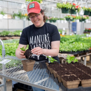 farmer transplants pepper plants into 4" cowpots