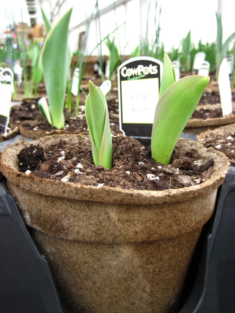 tulips in cowpots are a profitable flower to grow.