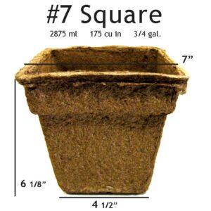 #7 Square