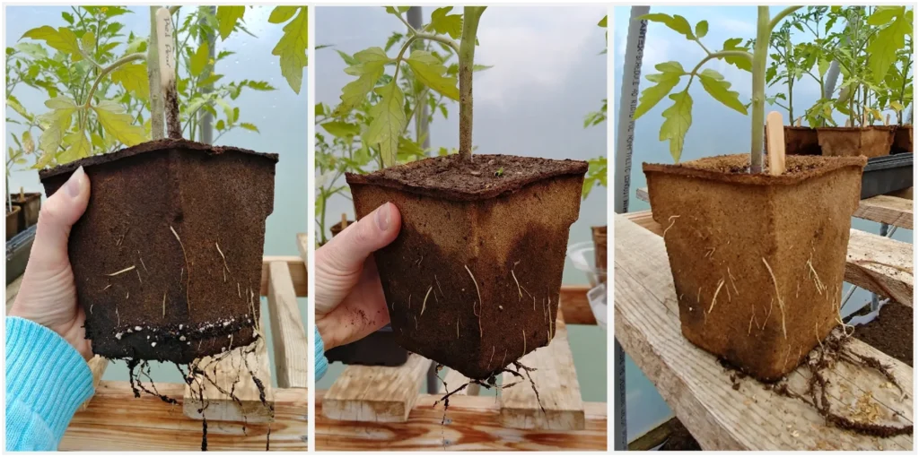 comparing a wet cowpot to a dry cowpot for ease of watering management