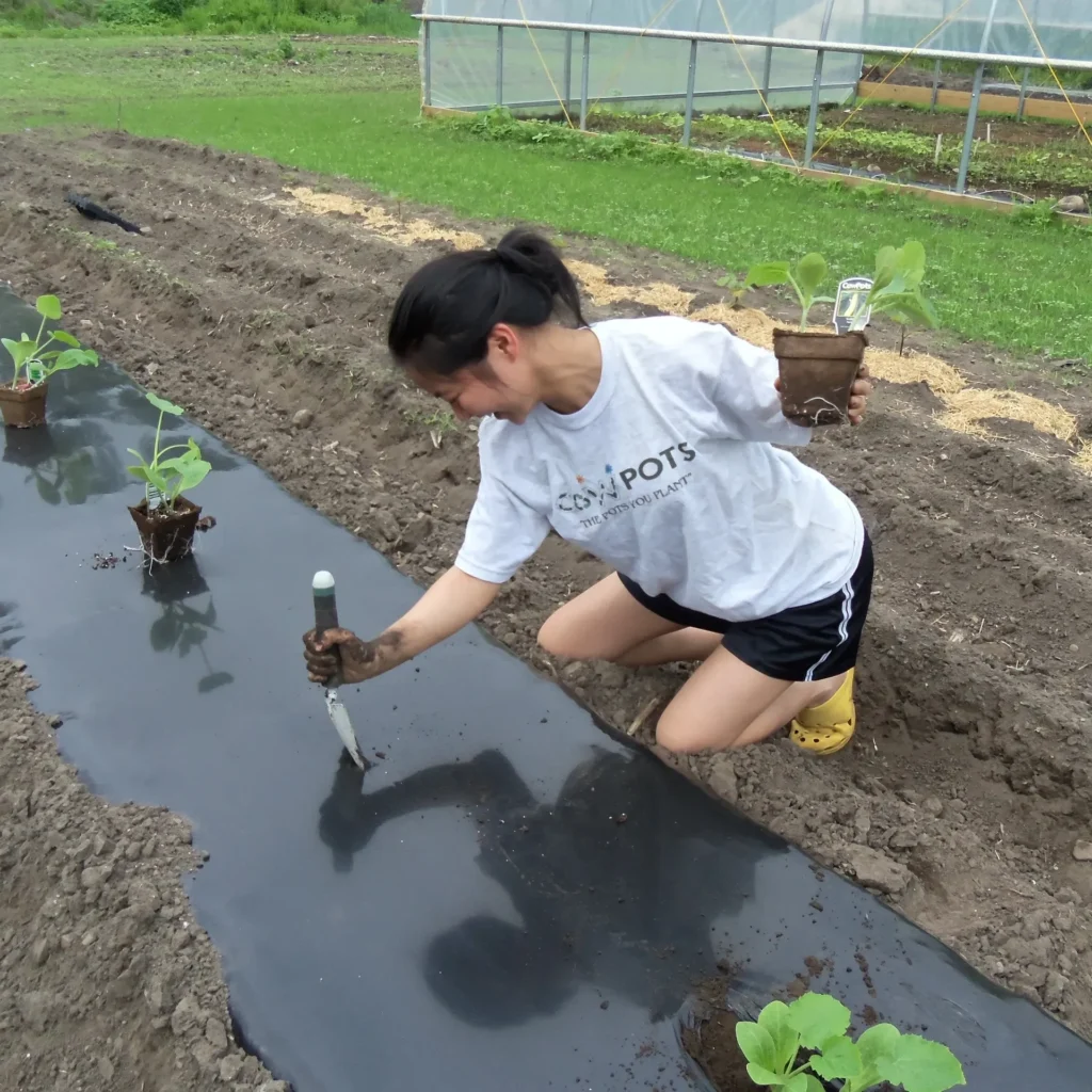 transplanting cowpots into the garden