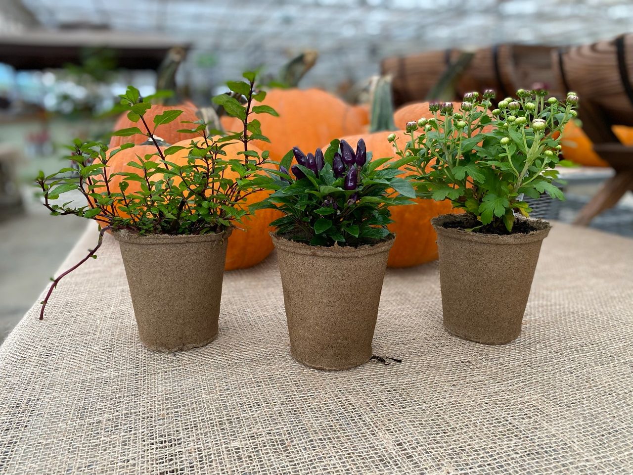 fall planting of mums in cowpots