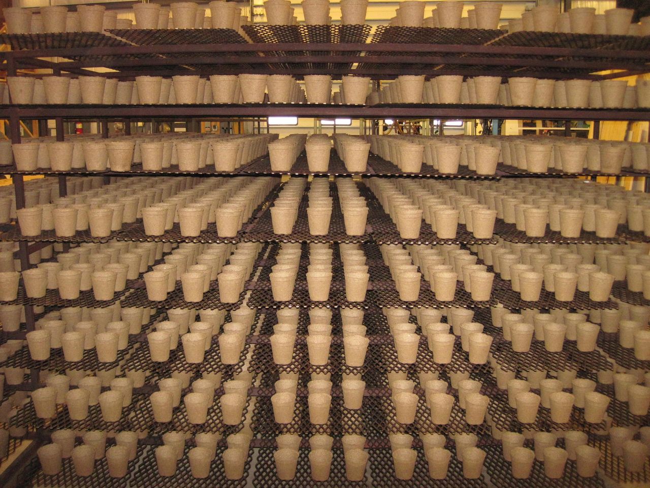 CowPots on drying cart, hot out of the oven the completed processing of turning cow manure into cowpots.