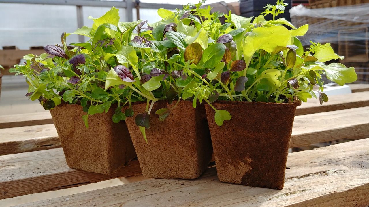mesclun mix is a good variety for fall gardening