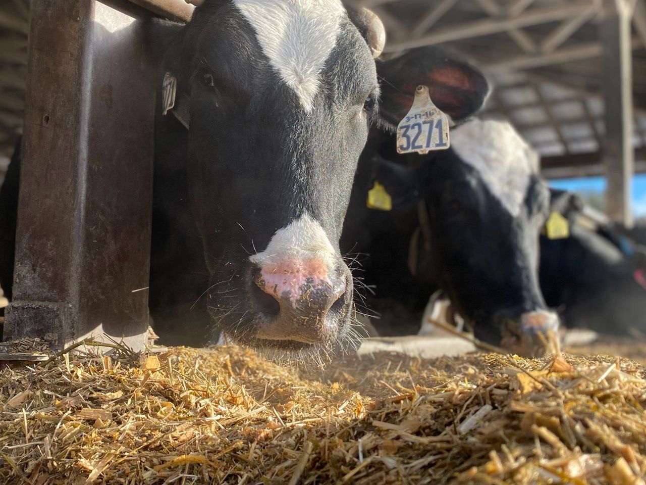 manure is a renewable resource from cows on our farm