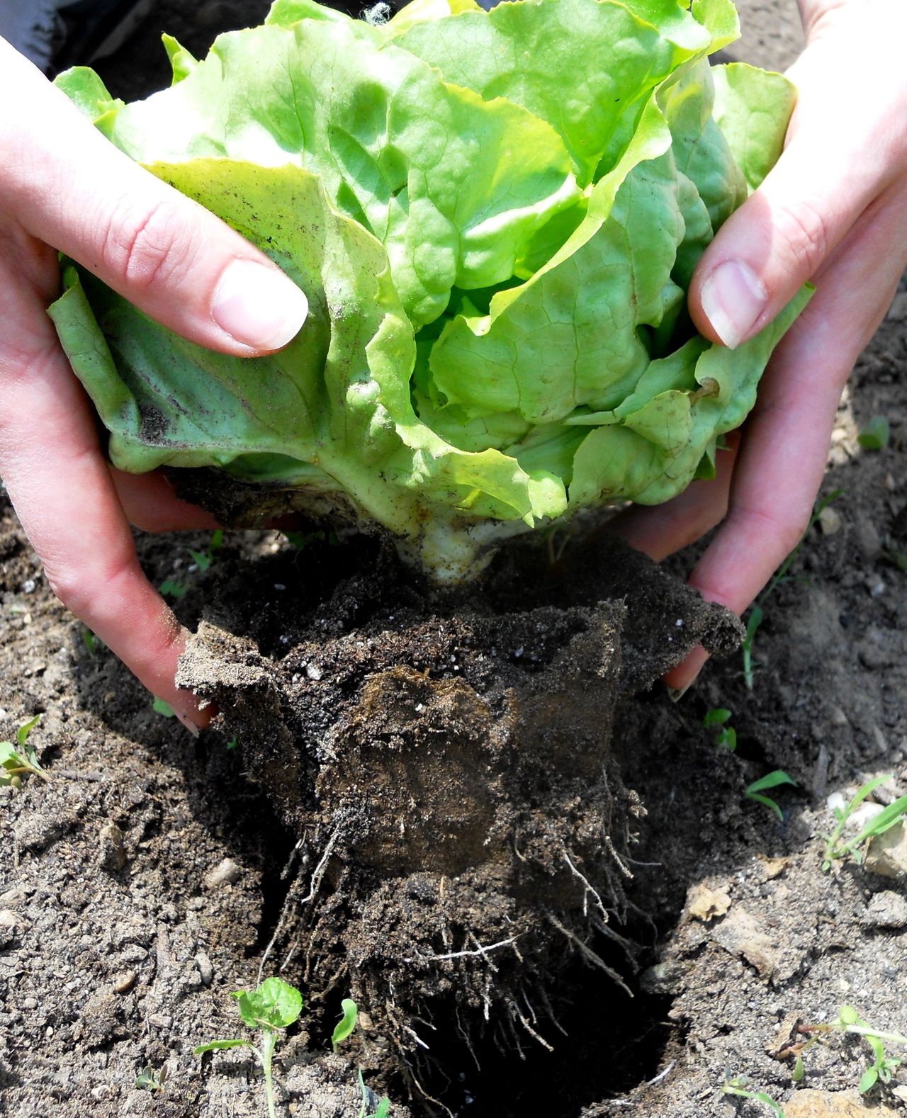 Lettuce growing in cowpot, showing decomposition after planted in ground