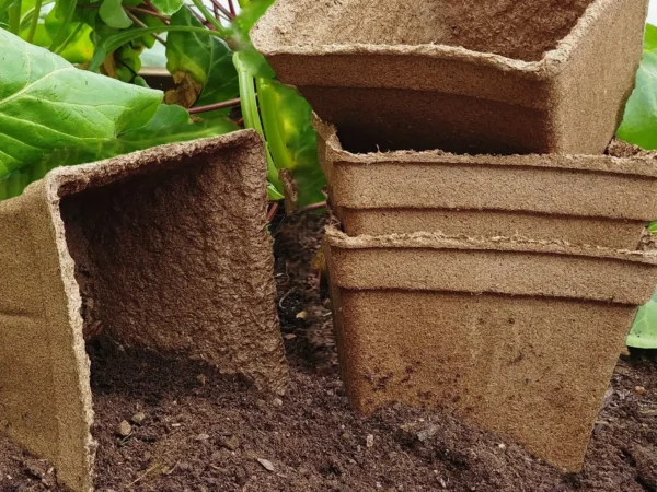 cowpots ready for planting