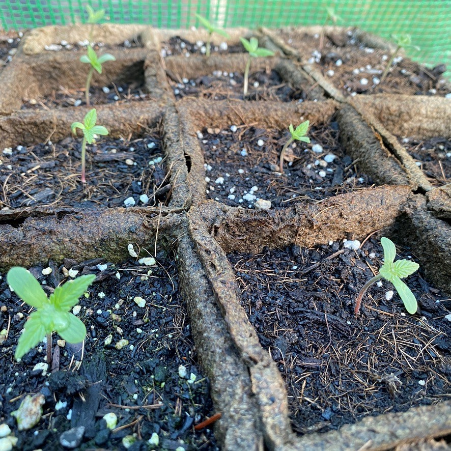 cannabis growing pot with early germination