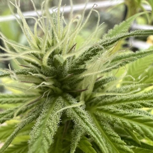 cannabis plant
